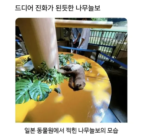 나무늘보의 휴식, 진화의 새로운 단계일까?